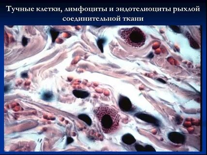 Основные клетки рыхлой ткани