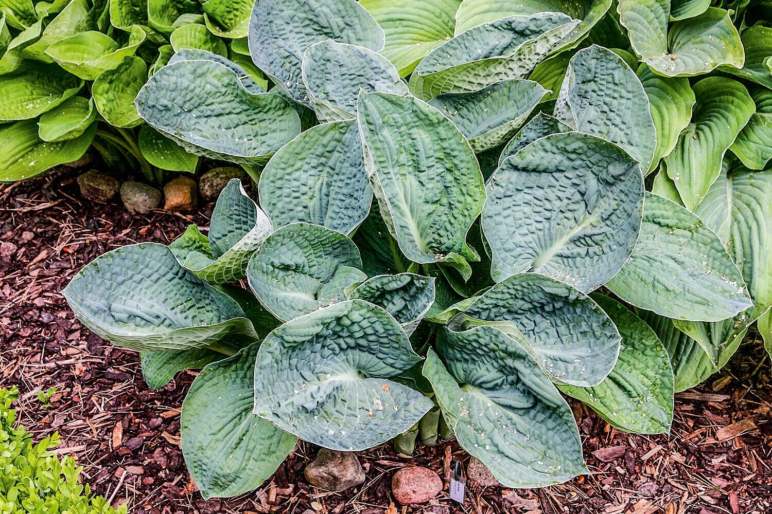 хоста дэдди. хоста сорт big daddy. хоста дэдди. хоста биг дэдди. хоста гибридная 'big daddy'.