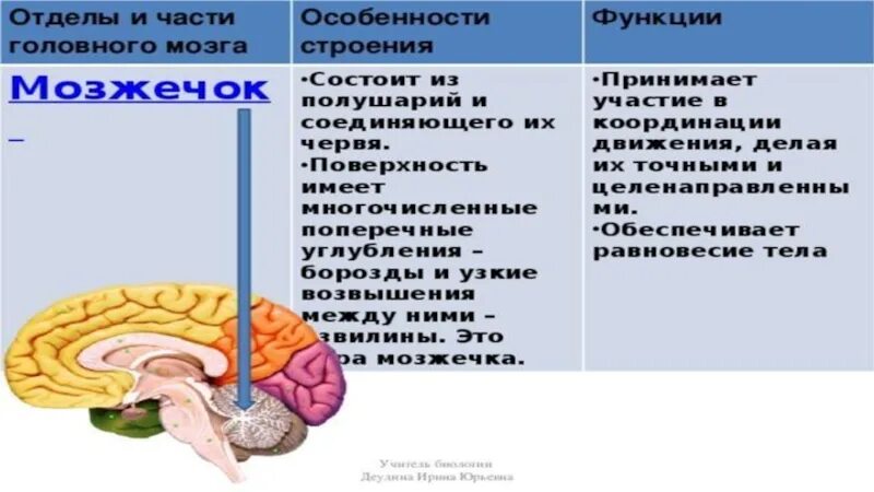 Функции больших полушарий головного мозга таблица. Отделы больших полушарий и их функции. Строение больший полушарий и их функции. Большие полушария головного мозга таблица.