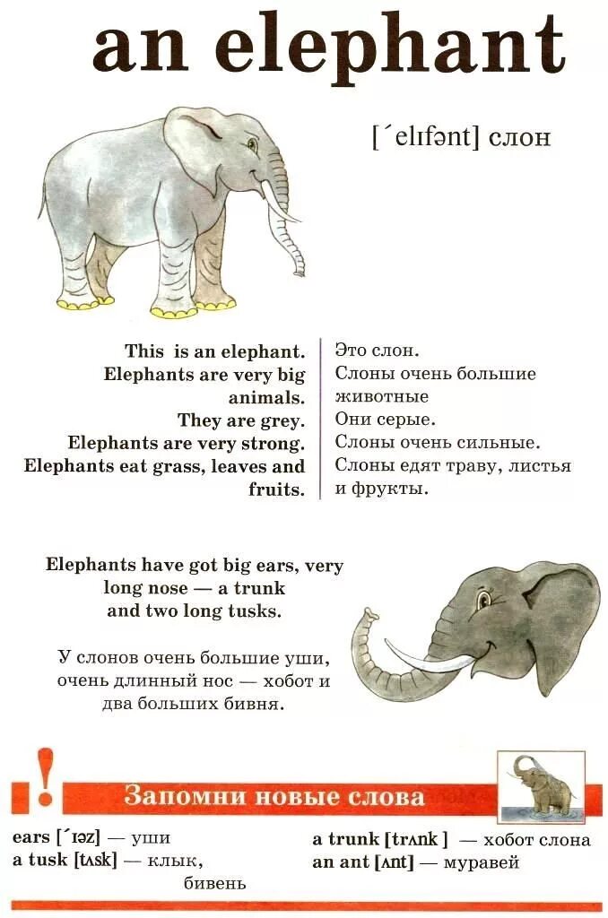 Слон на английском языке. Описать слона на английском. Описание слона на английском языке 3 класс. Рассказ о слоне на английском.