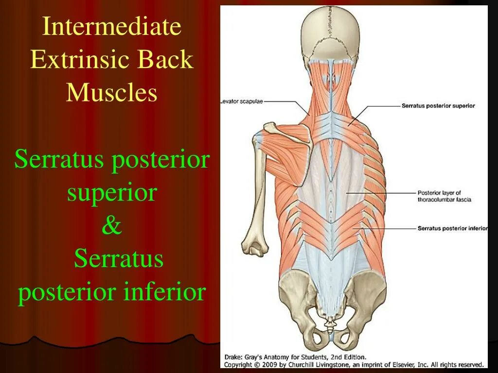 Muscles function