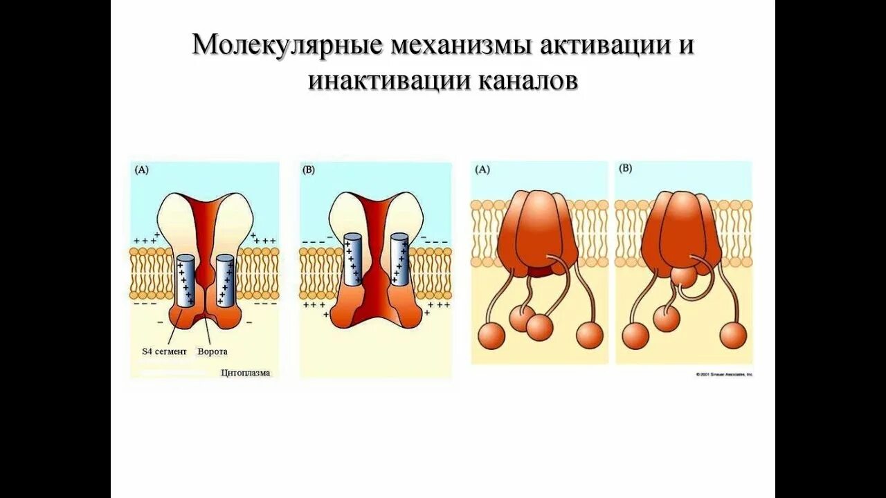 Механизмы натриевой инактивации. Классификация каналов мембраны. Потенциал зависимые натриевые каналы. Ионные каналы: структура и функции. Классификация ионных каналов.
