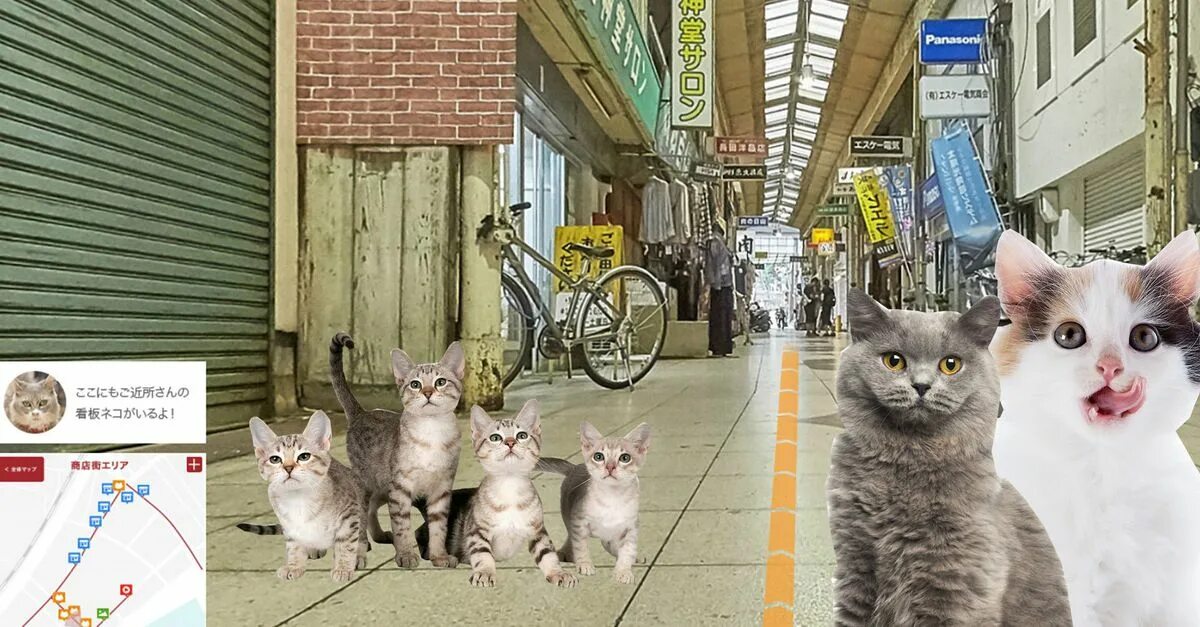 Коты в Китае hello Street Cat. Cat Street Japan. Cat Street view. Hello street cat live