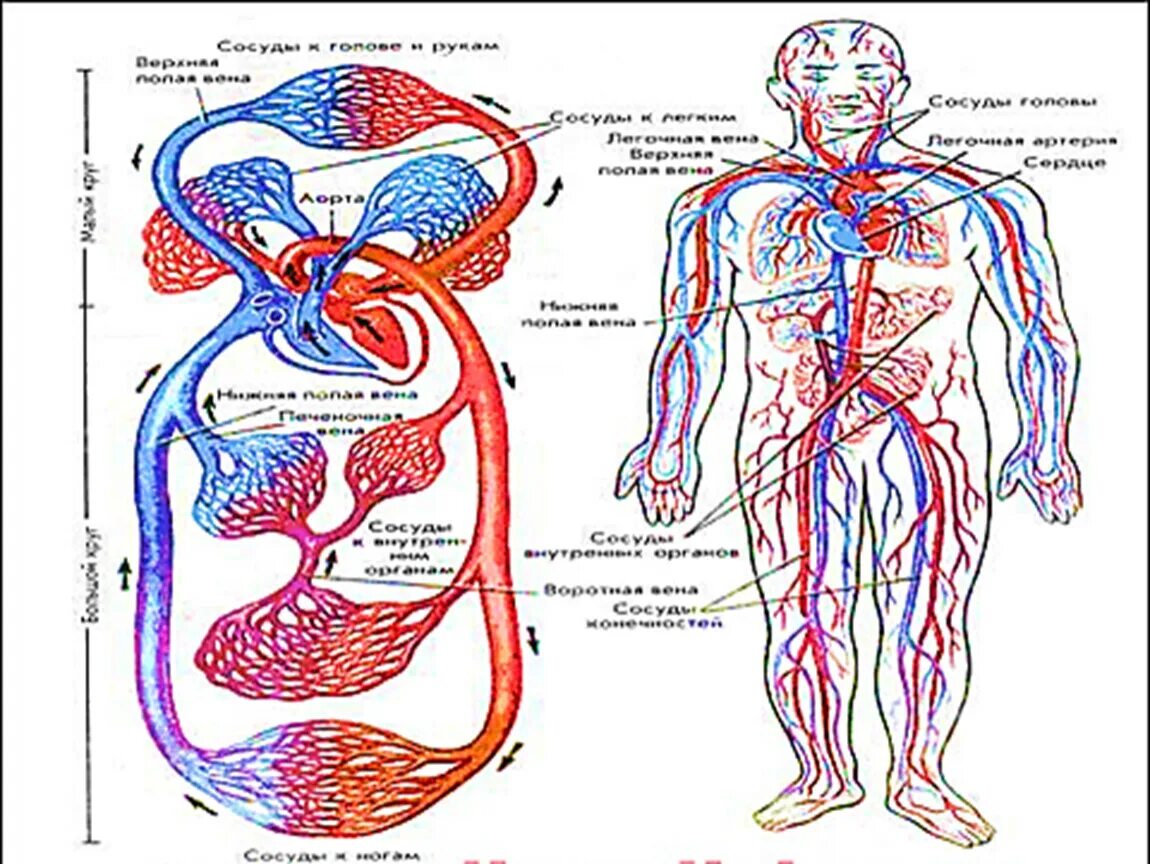 Схема артерий и вен. Система кровообращения человека сердце и кровеносные сосуды. Кровеносная система сосуды сердце схема. Циркуляторная система человека анатомия. Строение кровеносной системы человека.