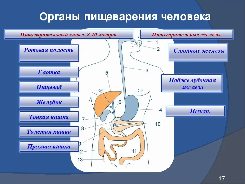 Система пищеварения структура и функции. Функции органов пищеварительной системы. Схема строение и функции органов пищеварительной системы. Органы пищеварения пищеварительный канал пищеварительные железы.