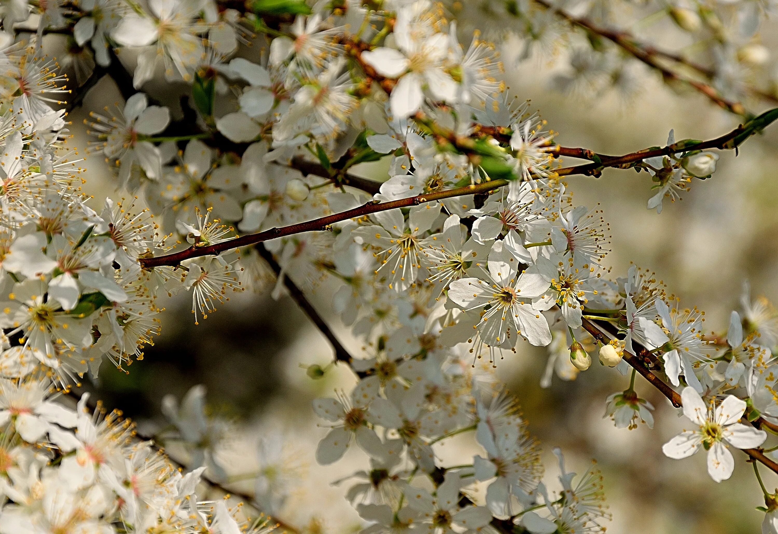 Дерево весной название цветет. Сакура белая кустарник. Цветущие ветки. Цветущие вишни. Вишня цветет.