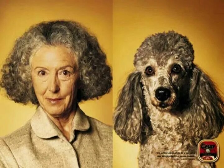 Как то не очень похоже. Как то не очень похоже. Бивис и батхед камбербэтч. Как то не очень похоже. Собаки похожие на людей.