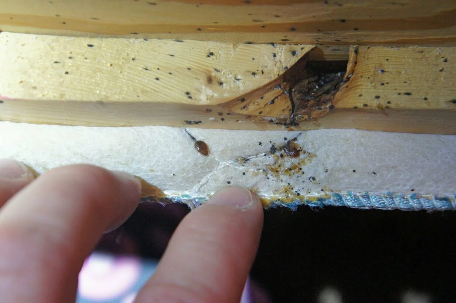 Pest Control In Toronto Jamie Sarner Tiny Black Bugs In The Kitchen Thriftyfun H