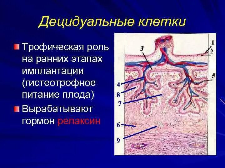 Децидуальная оболочка эндометрия. Децидуальная оболочка гистология. Децидуальная оболочка плаценты гистология. Децидуальная ткань гистология.