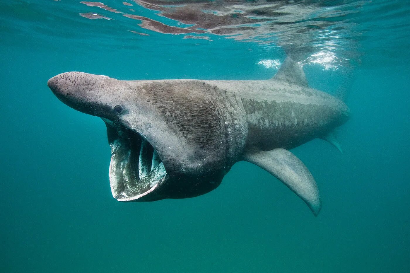 Сама большая акула. Гигантская исполинская акула. Cetorhinus Maximus акула. Гигантская акула (basking Shark). Гигантская акула Баренцево море.