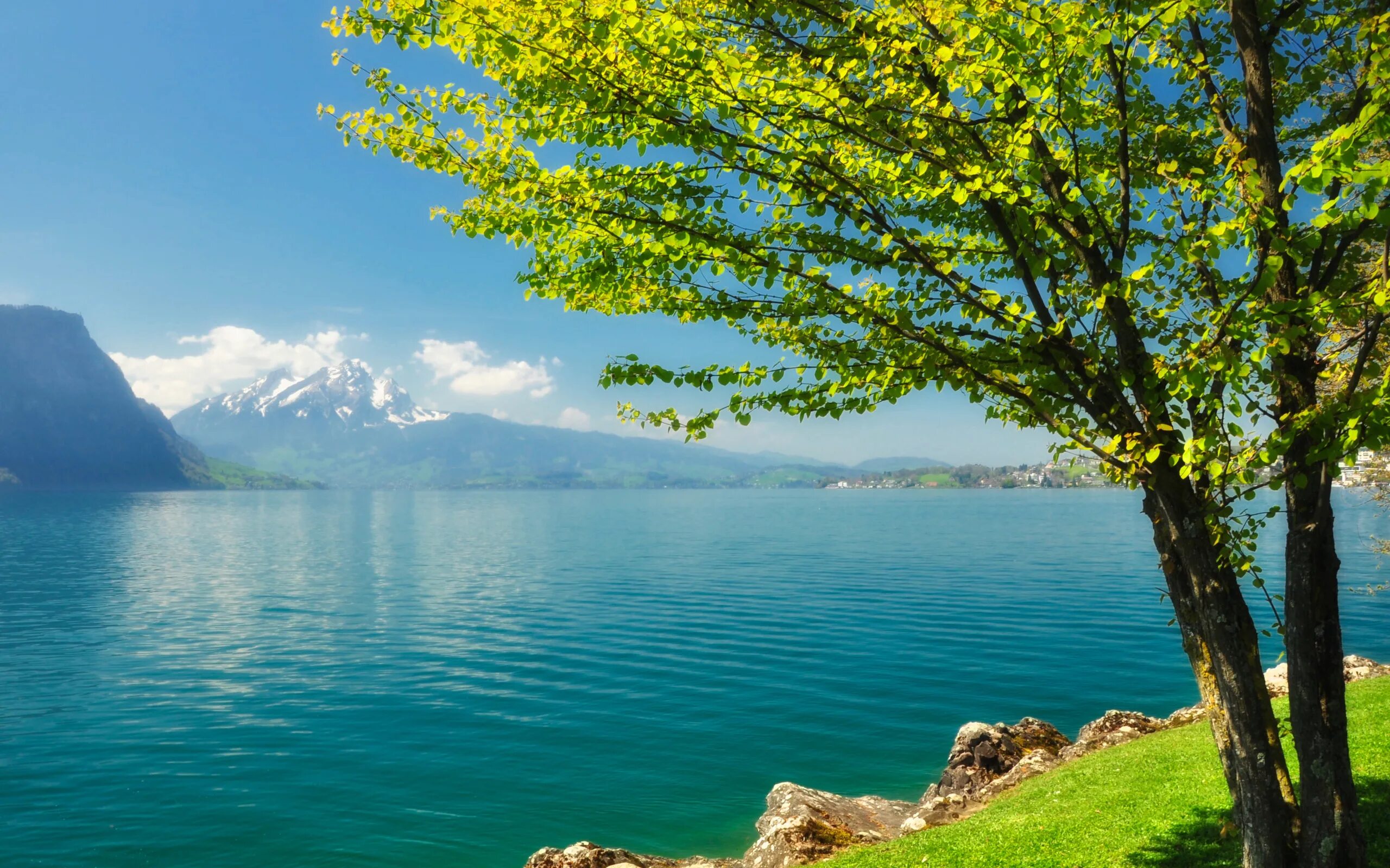 Trees lake