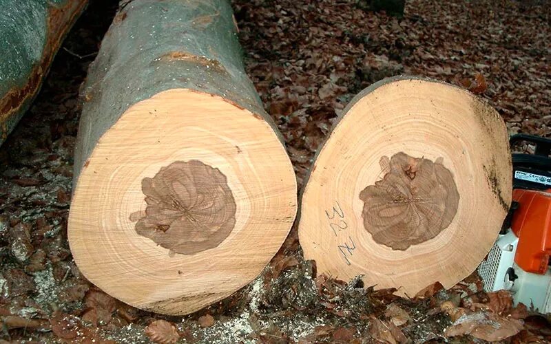Выращивание ценных орехоплодных пород на древесину