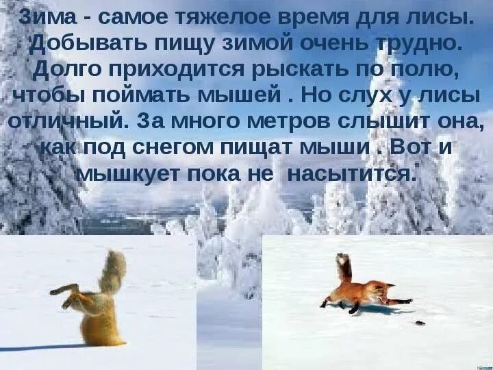 Диктант гостья. В наших лесах зимой неожиданно появилась редкая. В наших лесах зимой неожиданно появилась редкая. Пушистая лиса. Лисица бежит по снегу.
