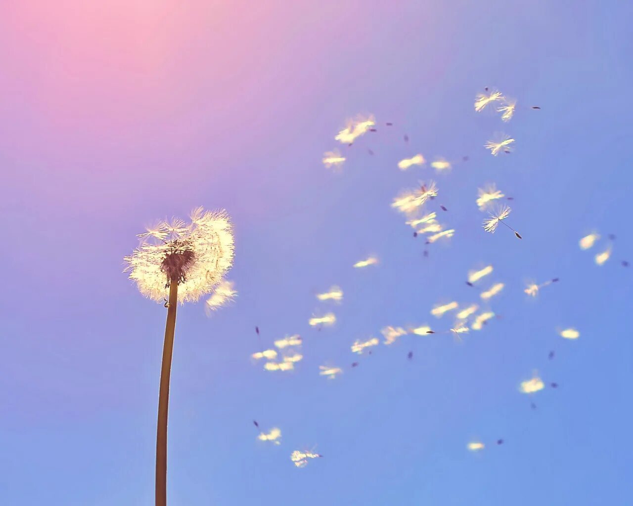 Весна радость. Ветер картинка. Ветер летом. Картина чужбина. Одуванчик разлетается.