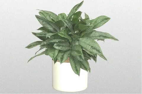 Silver frost