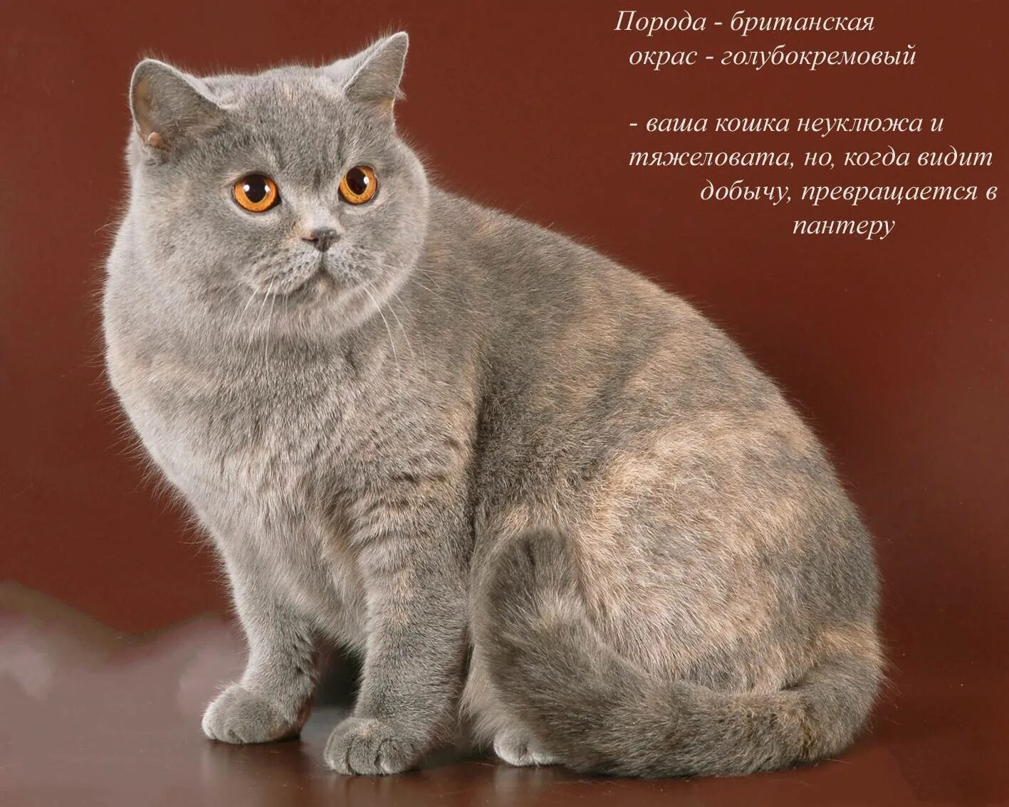 Пятнистые кошки: породы с описанием, фото