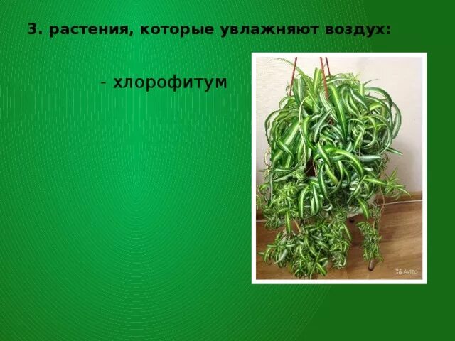 Растения увлажняющие воздух. Комнатные растения которые увлажняют воздух. цветы увлажняющие воздух. хлорофитум для зеленой стены. домашнее растение увлажняющее воздух.