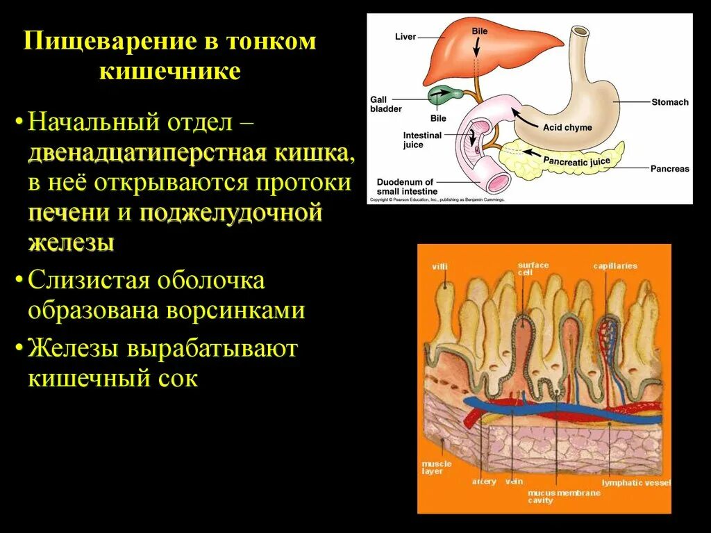 Процессы в кишечнике человека. Пищеварение в тонкой кишке. Процессы пищеварения и всасывания в тонком кишечнике. Пищеварение в кишечнике всасывание. Переваривание в тонком кишечнике.