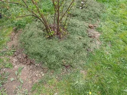 Скосить кустарник