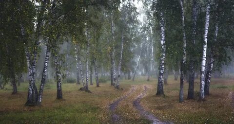 Песня рощи березовой минус