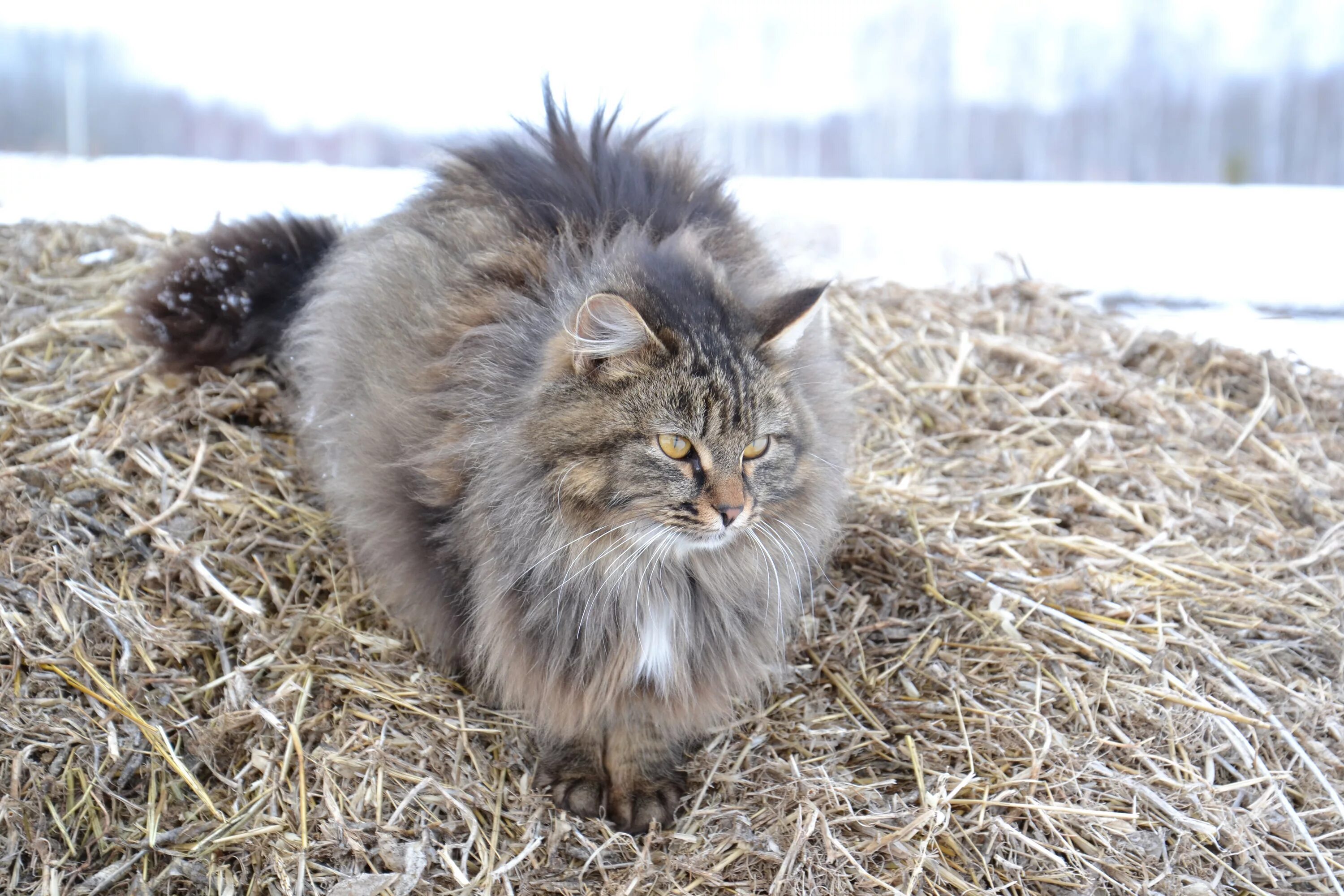 Сколько живут пушистые. Сибирские коты. Сибирская длинношерстная. Сибирский кот Уссури. Норвежская длинношерстная Лесная кошка.