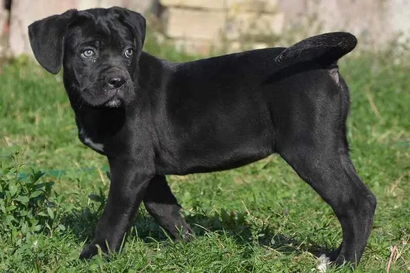 щенок кане корсо 3 месяца. щенок кане корсо 4 месяца. кане корсо в три месяца фото. кане корсо 3 месяца. щенок кане корсо 3 месяца.