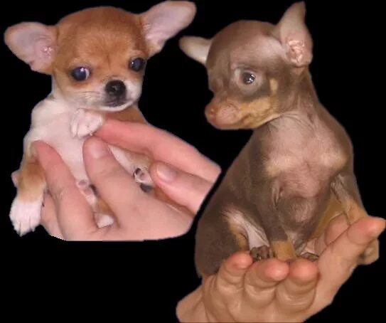 Щенок чихуахуа и той терьера 1. Русский той и чихуахуа. Щенок чихуахуа и той терьера. Чихуахуа и мини той терьер. Смесь чихуахуа и пинчера.