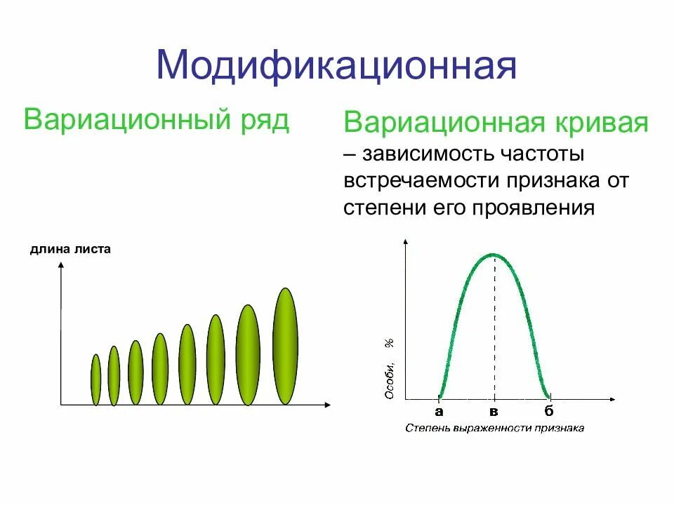 Лабораторная работа модификационная изменчивость 10 класс биология. Вариационный ряд модификационной изменчивости. Вариационная кривая модификационной изменчивости. Норма реакции вариационный ряд и вариационная кривая. Вариационный ряд признака модификационная изменчивость.