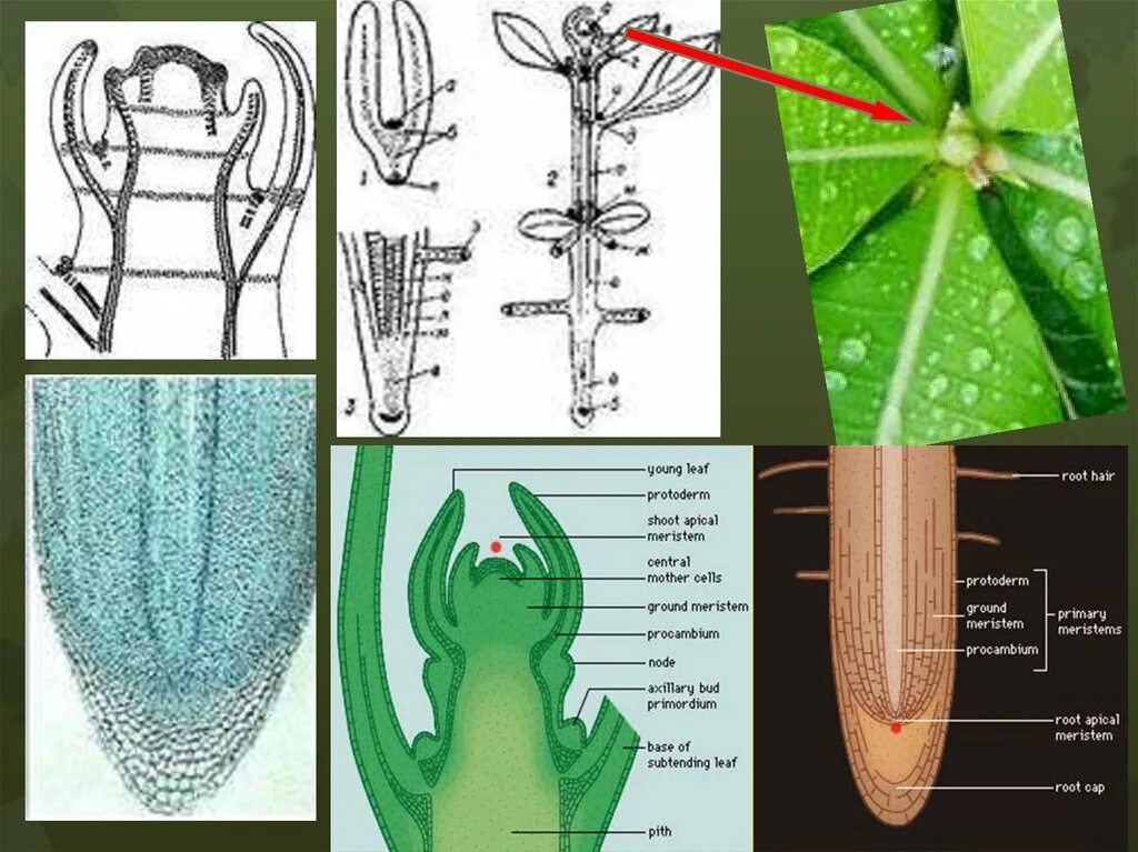 Верхушечная апикальная меристема. Апикальная меристема почки. Апикальная меристема корня. Меристема рост в длину