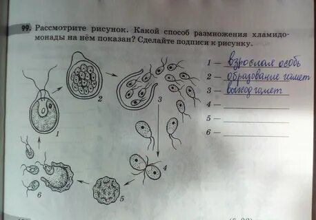Биология 7 класс размножение хламидомонады рисунок