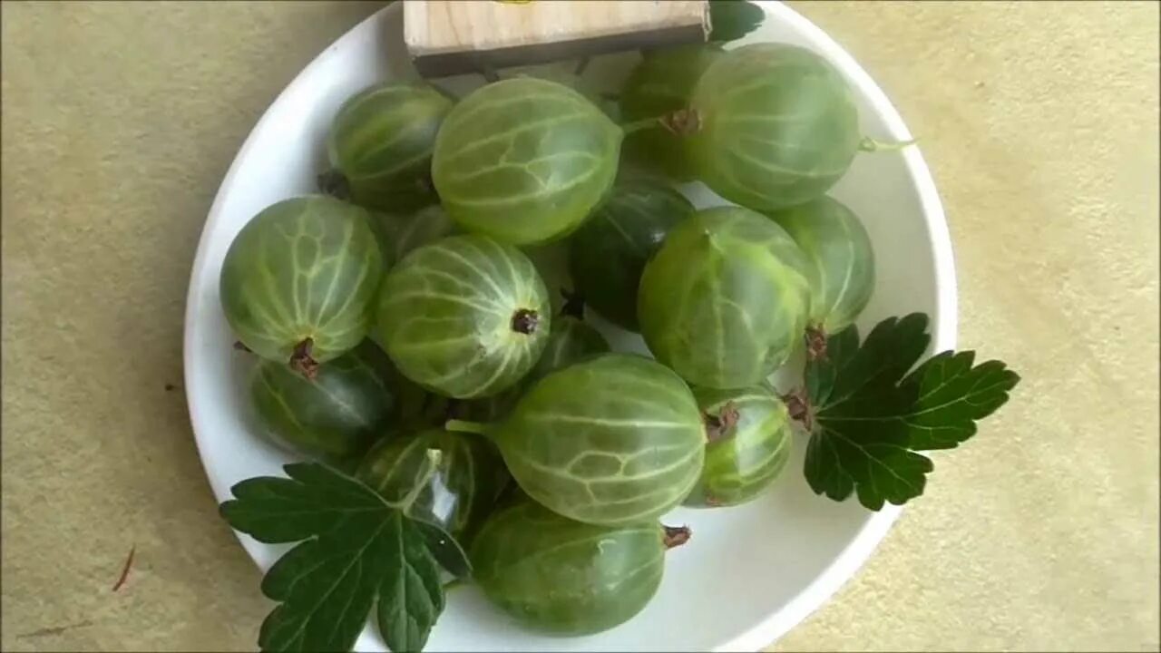 Сорт крыжовника уральский изумруд. Крыжовник Уральский бесшипный. Крыжовник зеленый Уральский изумруд. Крыжовник сорт Уральский изумруд. Крыжовник бесшипный Уральский изумруд.