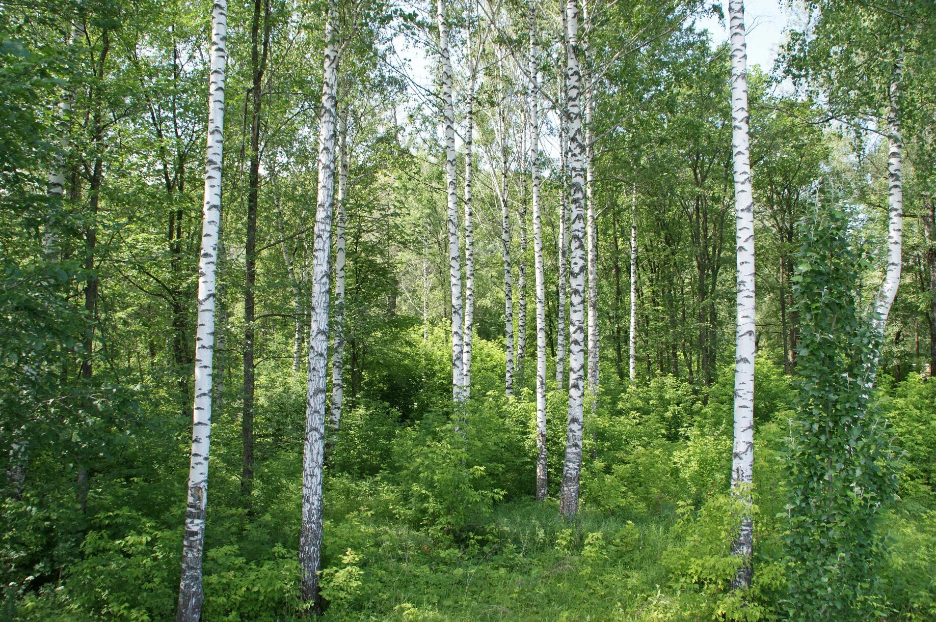 Северный березки