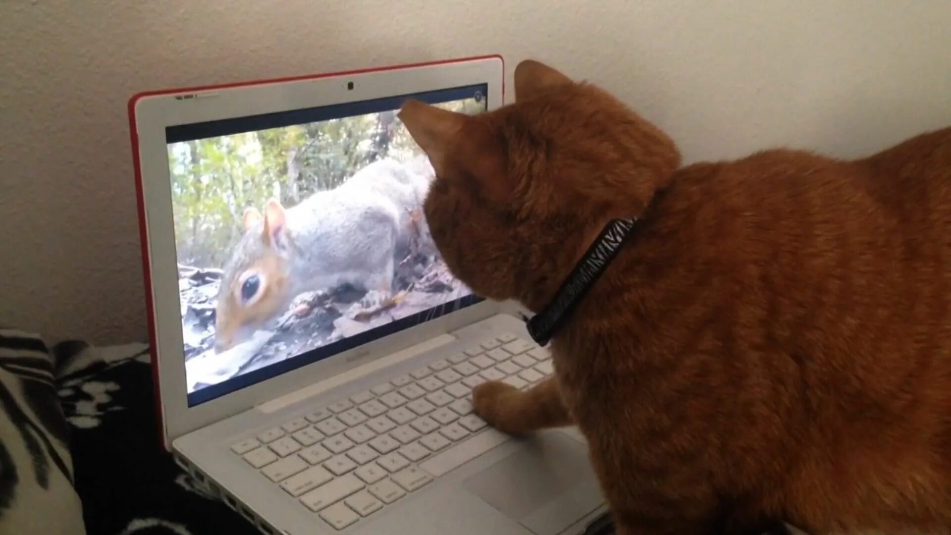 Включи видео cat net