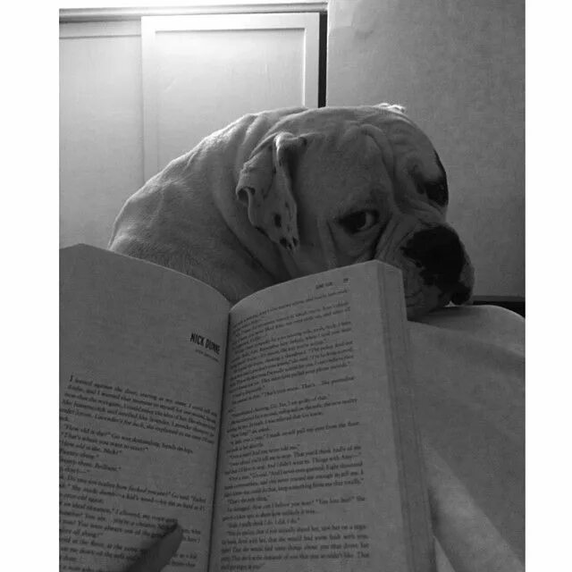 Book my dog. Литературные собаки. Животное с книгой. Звери с книжками. Книга животные.