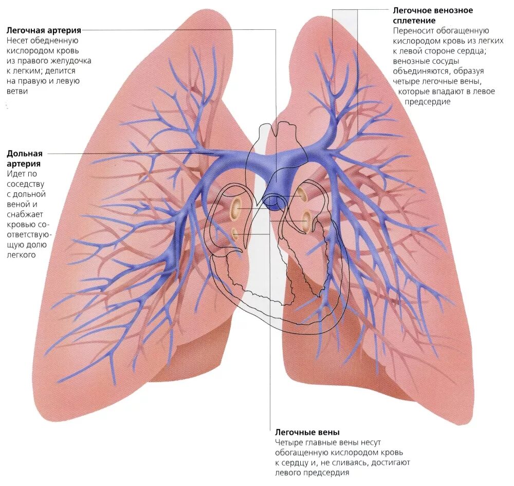 Легкие артерии и вены. Легочная артерия и легочная Вена. Нижнедолевая ветвь легочной артерии. Легочные артерии анатомия схема. Венозная система легких.