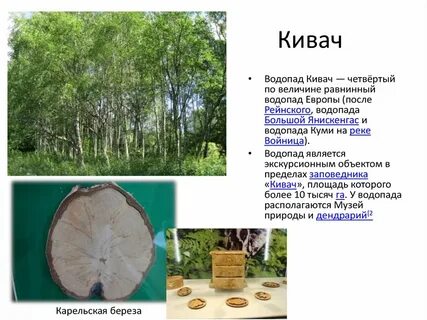 Питание березы