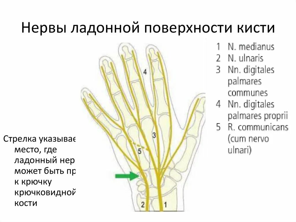 Межпальцевой нерв кисти. Ладонная поверхность кисти. Нервы ладонной поверхности кисти. Анатомия ладонной поверхности кисти.