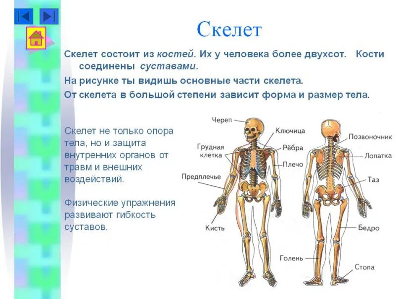 Из каких частей состоит скелет. Строение человека кости 4 класс окружающий мир. Строение человека кости для детей. Скелет человека состоит из. Как работает наш организм 3 класс тест