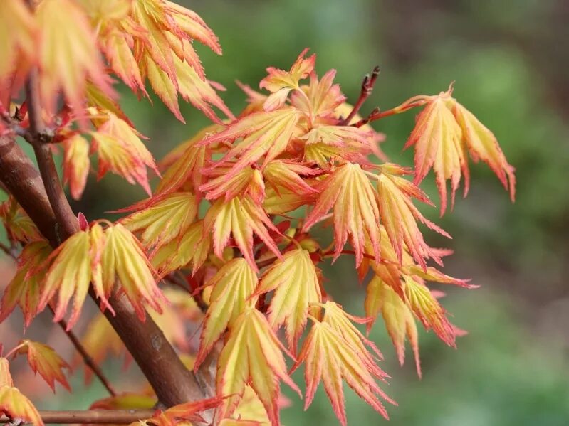 Клен дланевидный Орандж Дрим. Клен оранж Дрим. Acer palmatum Orange Dream. Клен веерный Орандж Дрим. Клен в какой природной