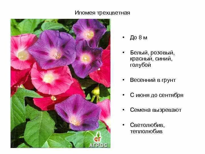 Ипомея трехцветная как еще называется. Ипомея карликовая. ипомея трехцветная пурпурная. ипомея альпийская. ипомея пурпурная семена.
