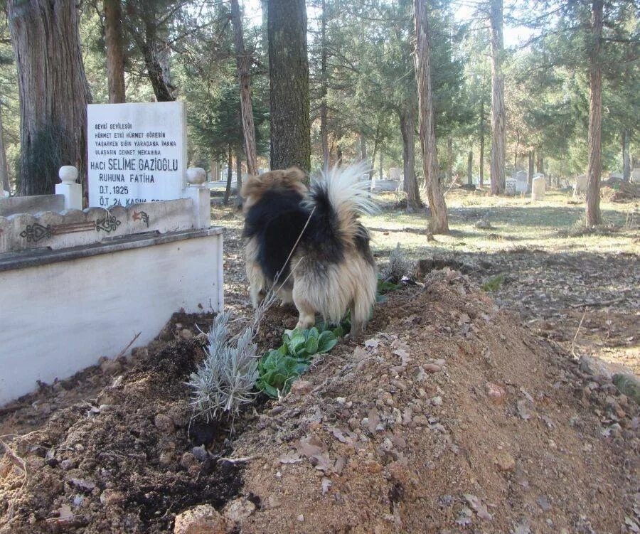 Где собака умерла. Собака на кладбище хозяина.