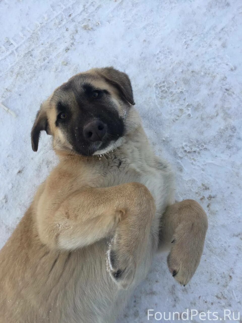 Собаки алексин. Собаки алексин. Собаки алексин. Найден черная собака алексин. Переславль потерялся чихуахуа.