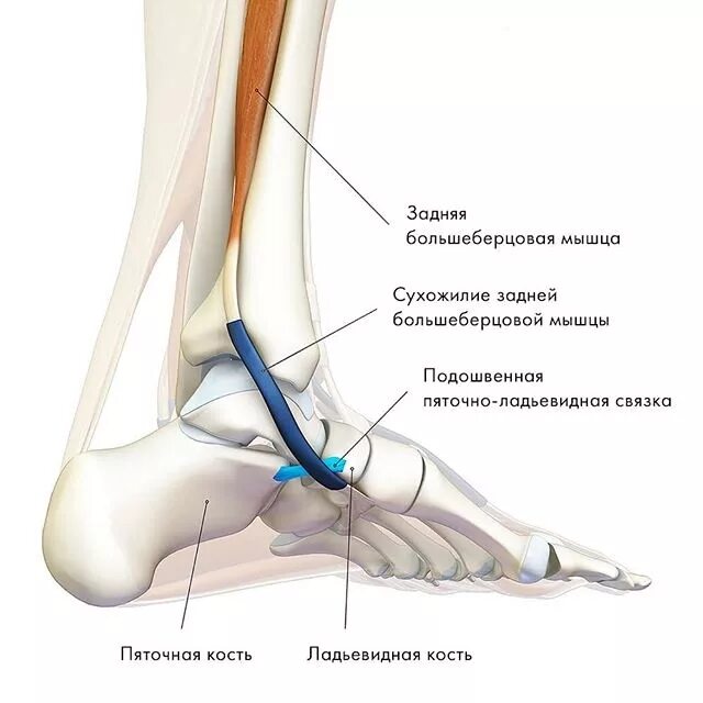 Связочный аппарат стопы. Тендинит сухожилия большеберцовой мышцы. Сухожилие большеберцовой мышцы анатомия. Задняя большеберцовая мышца голени функции. Сухожилие задней большеберцовой мышцы.