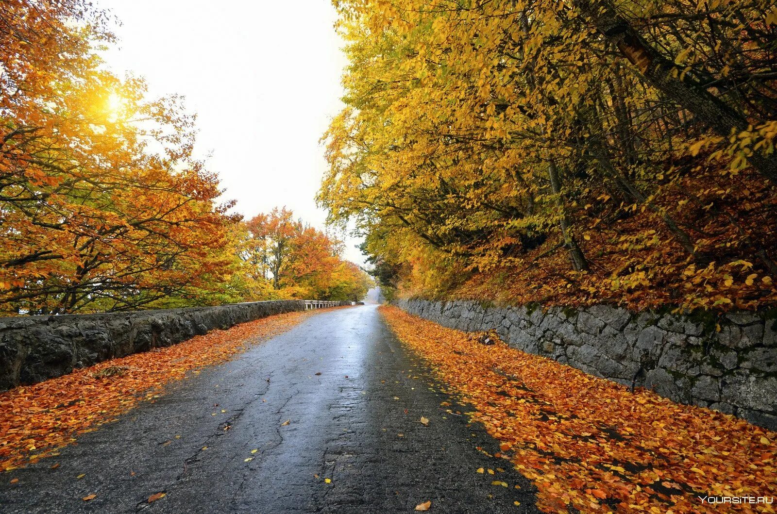 Осенняя дорога. Дорога в осень. Листья на дороге. Осенняя листва на дороге.