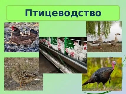 Птицеводство 4 класс