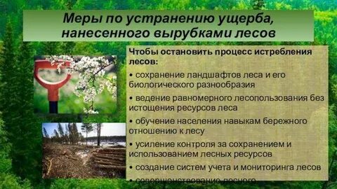 Решение проблем леса