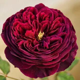 Роза клумбовая Черничная Гора: купить Саженцы роз в интернет-магазине по недорог