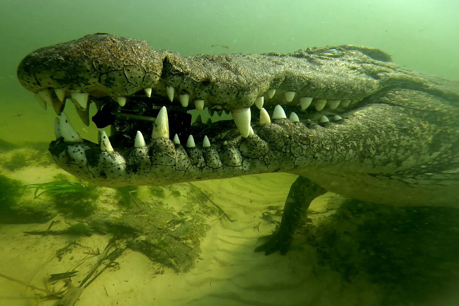Гребнистый крокодил. Атака крокодилов Рамри. Мангры гребнистый крокодил.