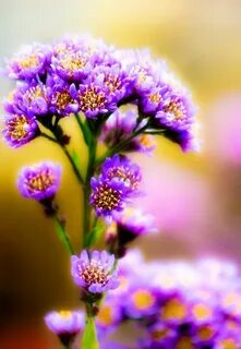 Much flowers