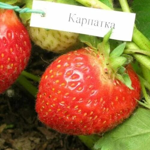 Земляника садовая клери. Земляника марышка описание. Сорт клубники кармен. Земляника садовая марышка. Клубника сижозе.